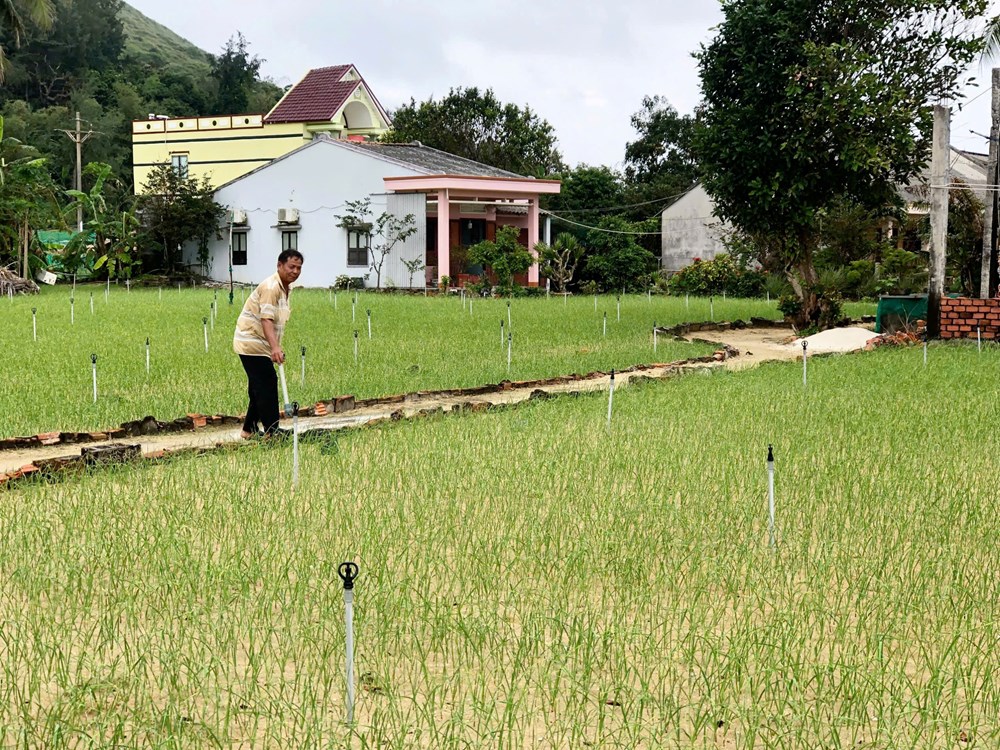 Lý Sơn linh hoạt đưa điện ra đồng - quyết sách hiệu quả giúp người dân vượt khó - ảnh 6