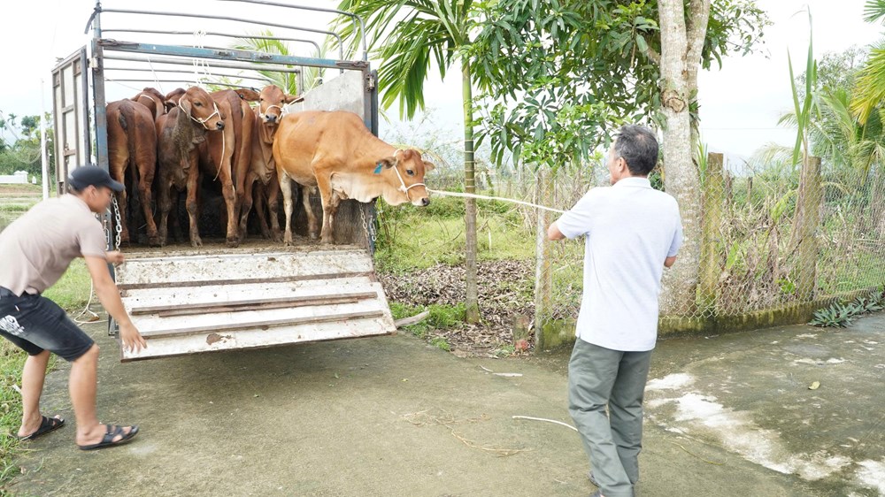 Hỗ trợ bò giống - “Điểm tựa” sinh kế cho hộ nghèo - ảnh 1