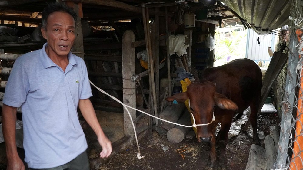 Hỗ trợ bò giống - “Điểm tựa” sinh kế cho hộ nghèo - ảnh 4