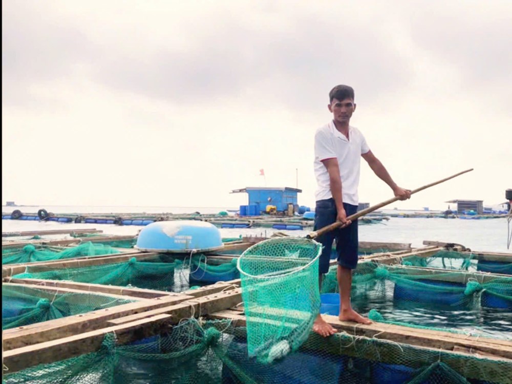 Phát triển kinh tế từ mô hình nuôi cá bớp bằng lồng bè trên biển - ảnh 4