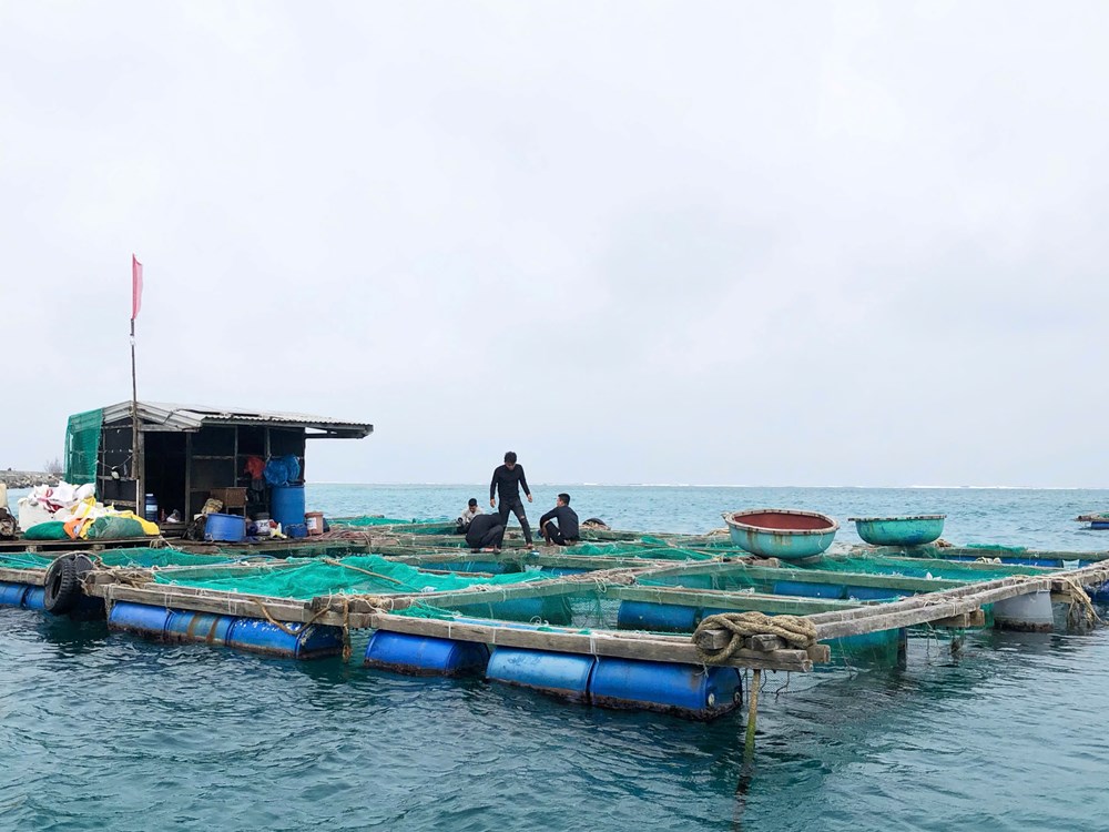 Phát triển kinh tế từ mô hình nuôi cá bớp bằng lồng bè trên biển - ảnh 5