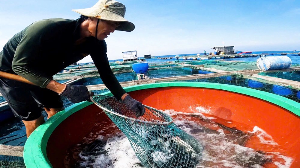 Phát triển kinh tế từ mô hình nuôi cá bớp bằng lồng bè trên biển - ảnh 2