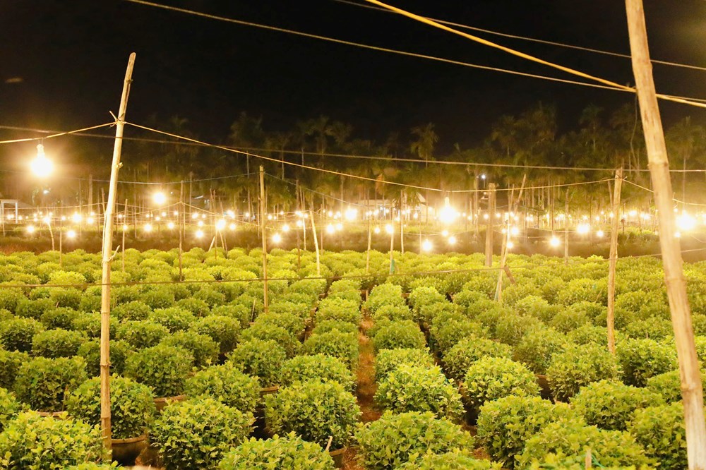 Quảng Ngãi: Chong đèn thâu đêm “nuôi” hoa cúc Tết - ảnh 4