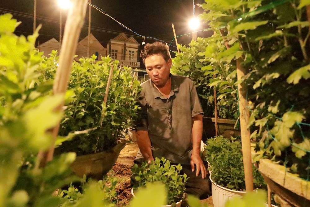Quảng Ngãi: Chong đèn thâu đêm “nuôi” hoa cúc Tết - ảnh 3