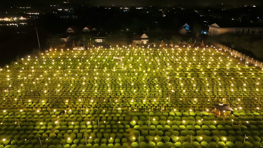 Quảng Ngãi: Chong đèn thâu đêm “nuôi” hoa cúc Tết - ảnh 1