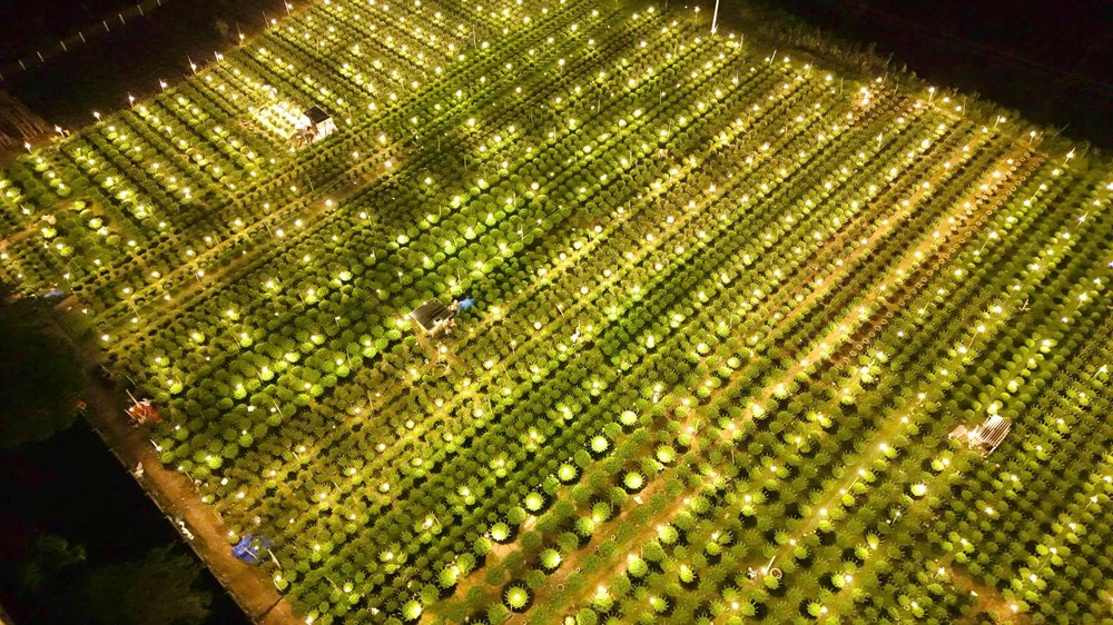 Quảng Ngãi: Chong đèn thâu đêm “nuôi” hoa cúc Tết - ảnh 7