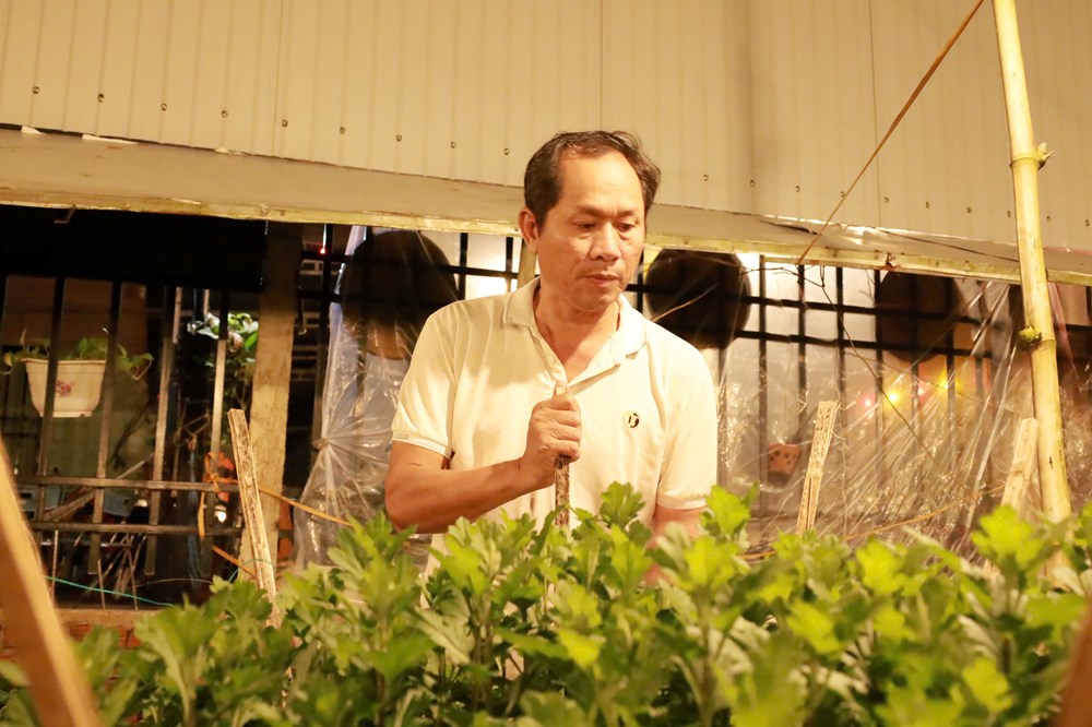 Quảng Ngãi: Chong đèn thâu đêm “nuôi” hoa cúc Tết - ảnh 6