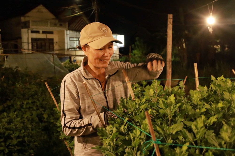 Quảng Ngãi: Chong đèn thâu đêm “nuôi” hoa cúc Tết - ảnh 2