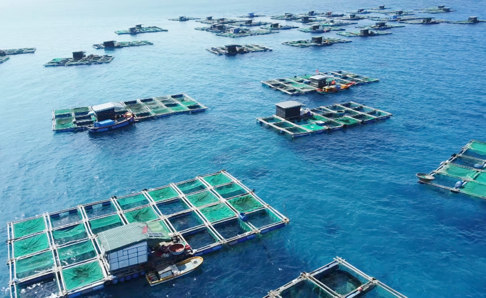 Phát triển kinh tế từ mô hình nuôi cá bớp bằng lồng bè trên biển - ảnh 1
