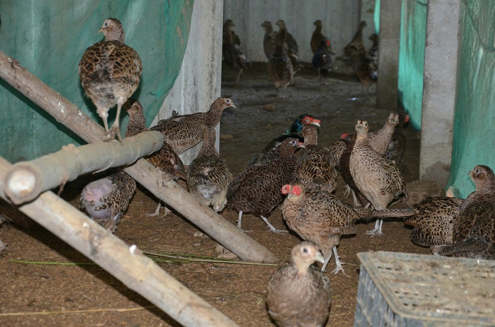 Thanh niên chủ động phát triển kinh tế từ mô hình quy mô nhỏ - ảnh 4