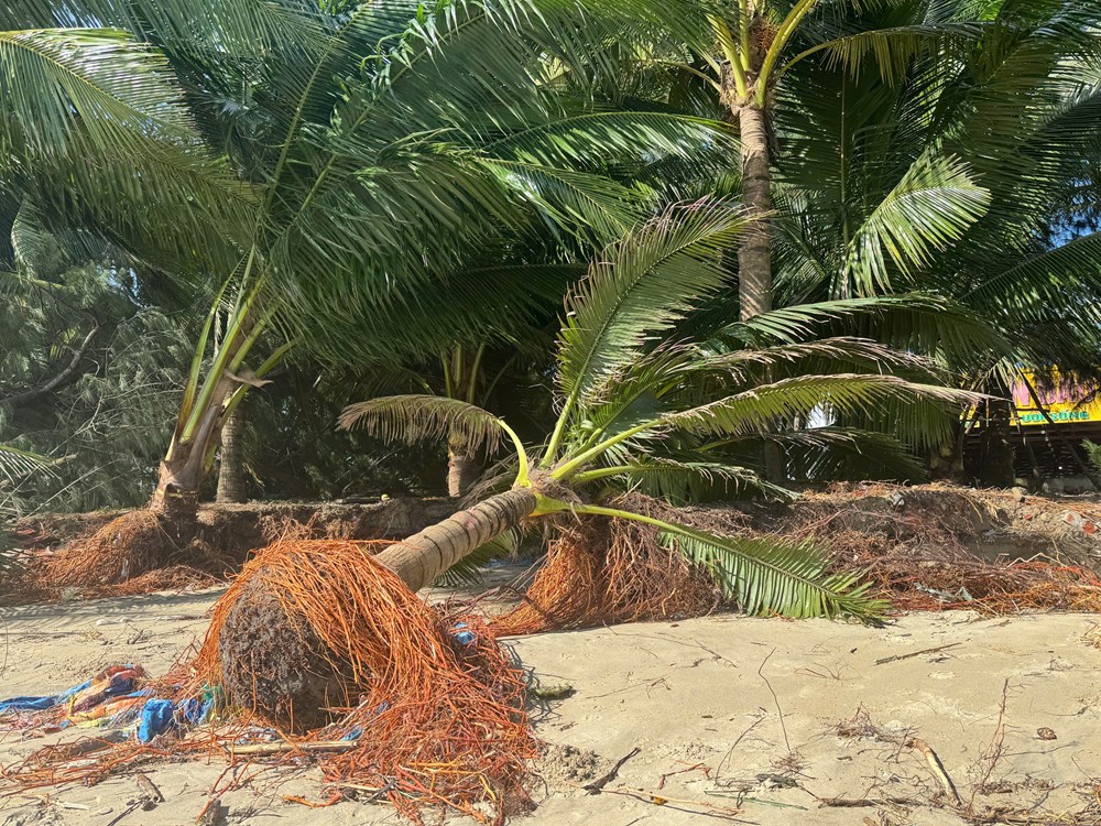 Bãi biển Mỹ Khê bị xâm thực, sạt lở nghiêm trọng - ảnh 4
