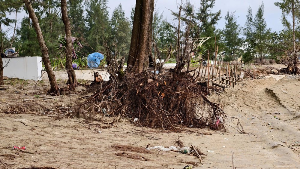 Bãi biển Mỹ Khê bị xâm thực, sạt lở nghiêm trọng - ảnh 3