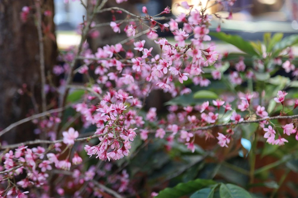Hàng nghìn du khách đổ về Khu du lịch Măng Đen trong ngày đầu nghỉ lễ Tết Dương lịch - ảnh 4