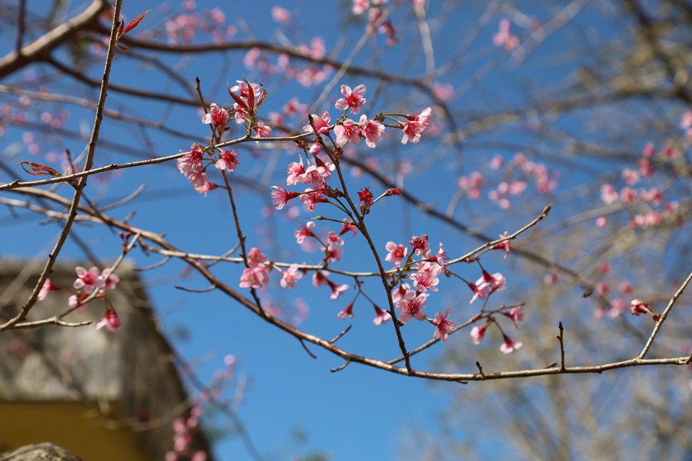 Thổn thức ngắm mai anh đào ở Măng Đen - ảnh 4