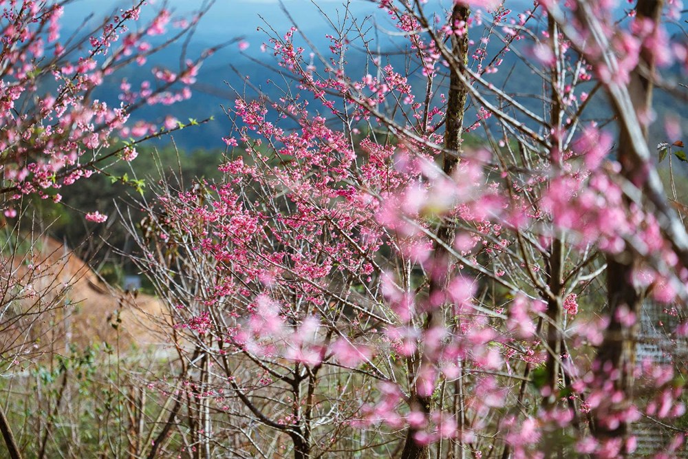 Thổn thức ngắm mai anh đào ở Măng Đen - ảnh 1