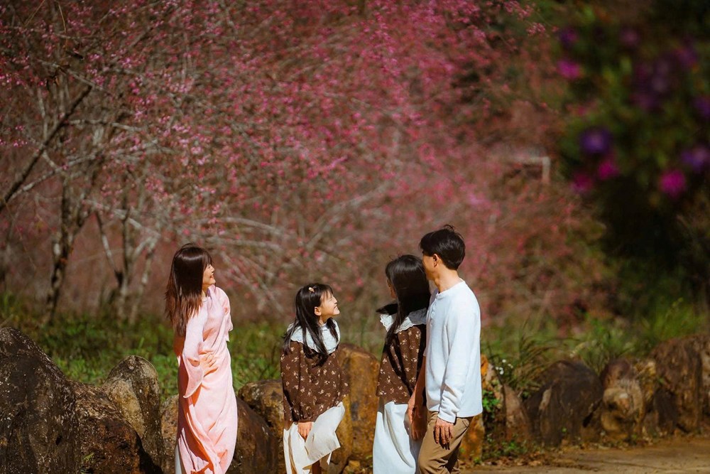 Thổn thức ngắm mai anh đào ở Măng Đen - ảnh 3