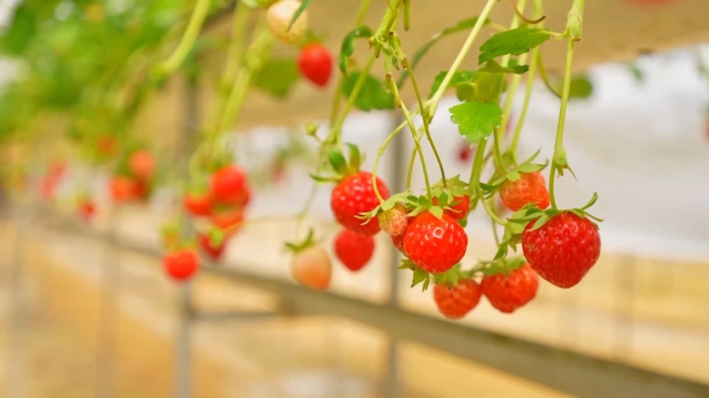 Du lịch sinh thái nông nghiệp ở Măng Đen hút khách - ảnh 6