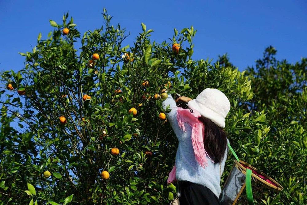 Du lịch sinh thái nông nghiệp ở Măng Đen hút khách - ảnh 5