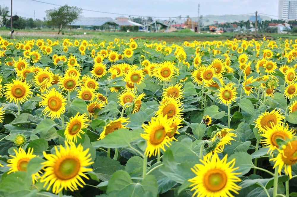 Cánh đồng hoa hướng dương hấp dẫn du khách ở Quảng Ngãi - ảnh 5