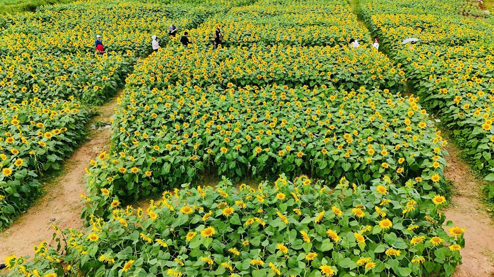 Cánh đồng hoa hướng dương hấp dẫn du khách ở Quảng Ngãi - ảnh 1