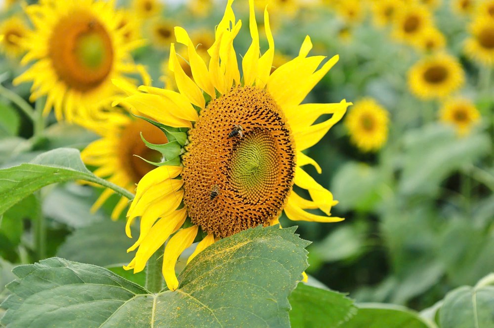 Cánh đồng hoa hướng dương hấp dẫn du khách ở Quảng Ngãi - ảnh 8