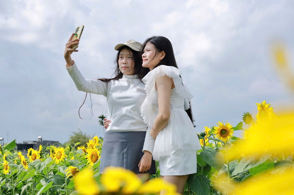 Cánh đồng hoa hướng dương hấp dẫn du khách ở Quảng Ngãi - ảnh 4