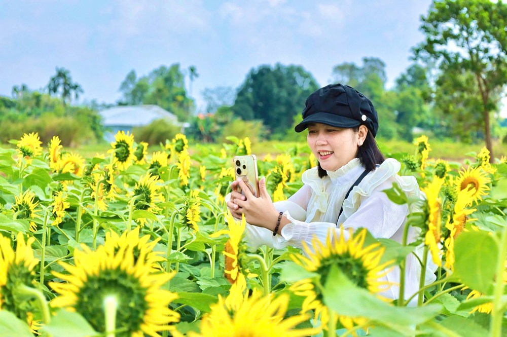 Cánh đồng hoa hướng dương hấp dẫn du khách ở Quảng Ngãi - ảnh 3