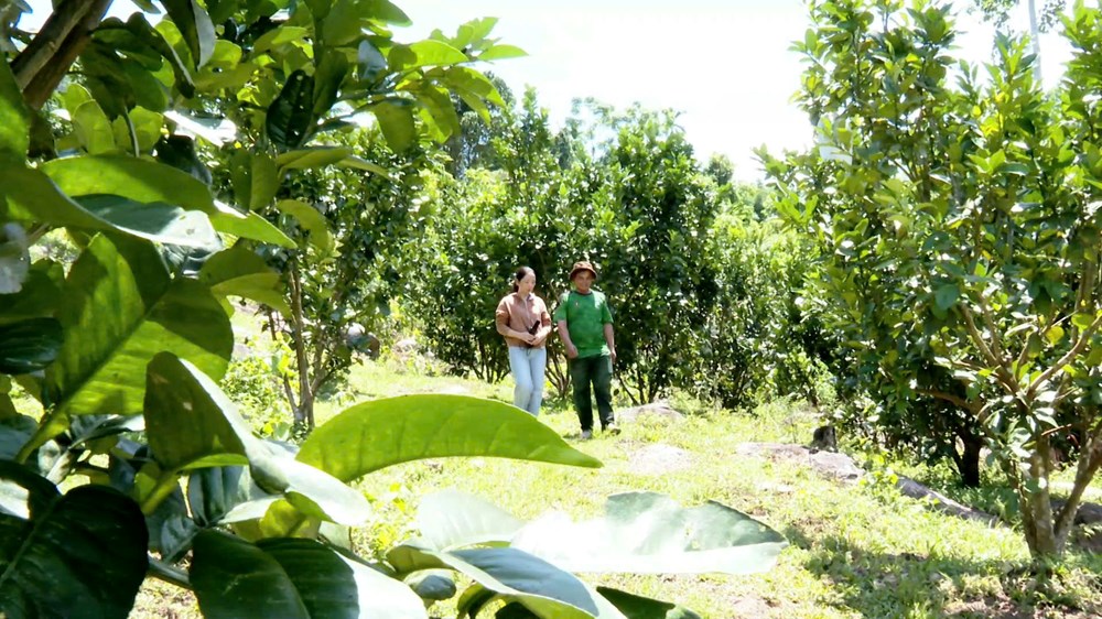 “Hạt nhân” phát triển kinh tế vùng đồng bào Ca Dong - ảnh 1