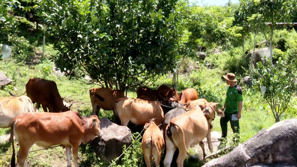 “Hạt nhân” phát triển kinh tế vùng đồng bào Ca Dong - ảnh 4