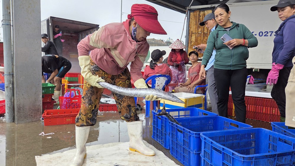 Gỡ “thẻ vàng” IUU – cơ hội tái định vị kinh tế biển Quảng Ngãi - ảnh 3