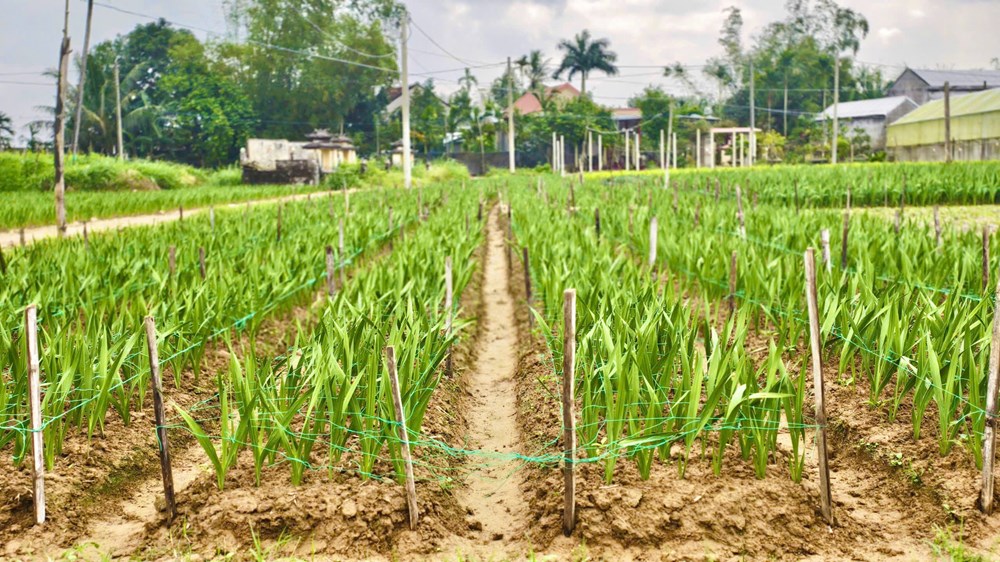 Nông dân “chờ Tết” trong ruộng lay ơn - ảnh 3