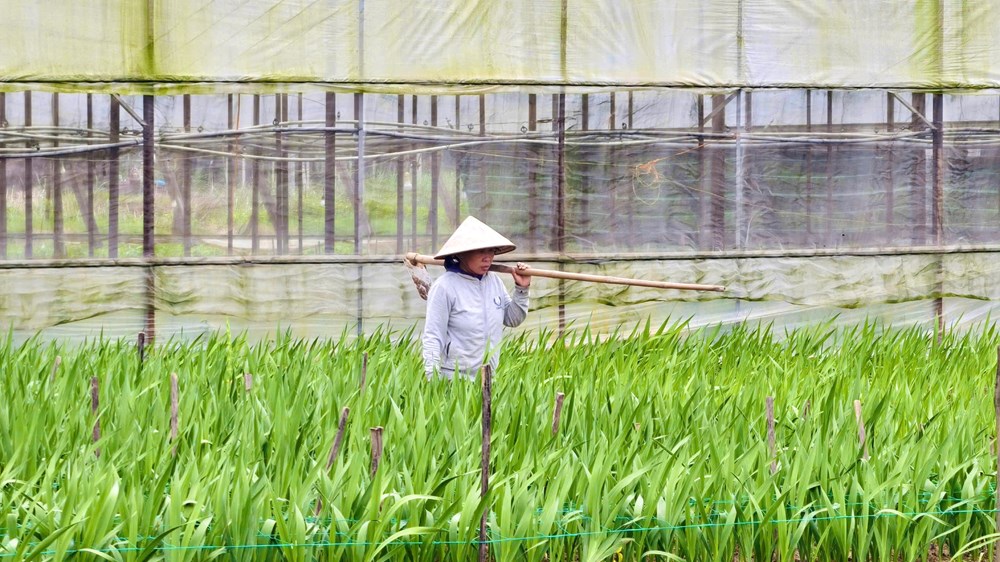 Nông dân “chờ Tết” trong ruộng lay ơn - ảnh 5