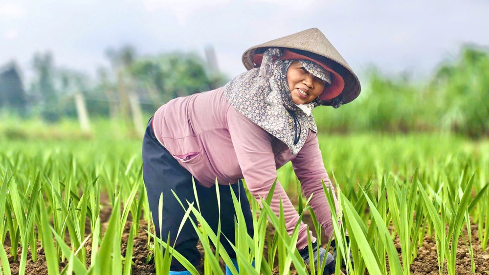 Nông dân “chờ Tết” trong ruộng lay ơn - ảnh 1