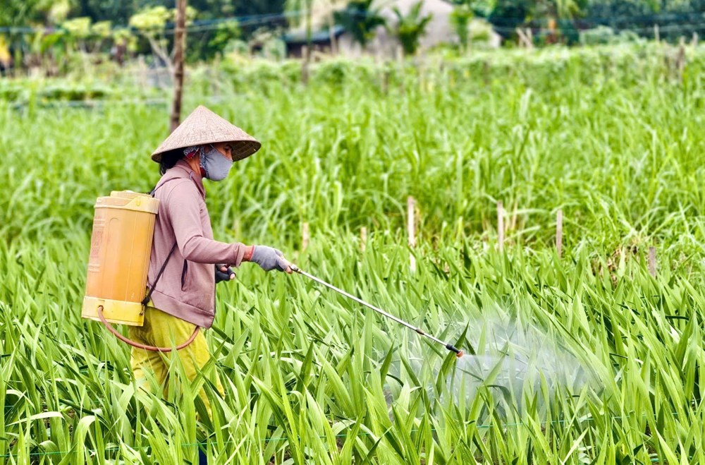 Nông dân “chờ Tết” trong ruộng lay ơn - ảnh 4