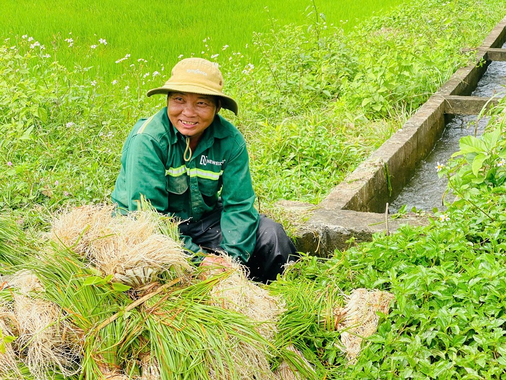 Mùa kiệu về trên đất Long Yên - ảnh 3