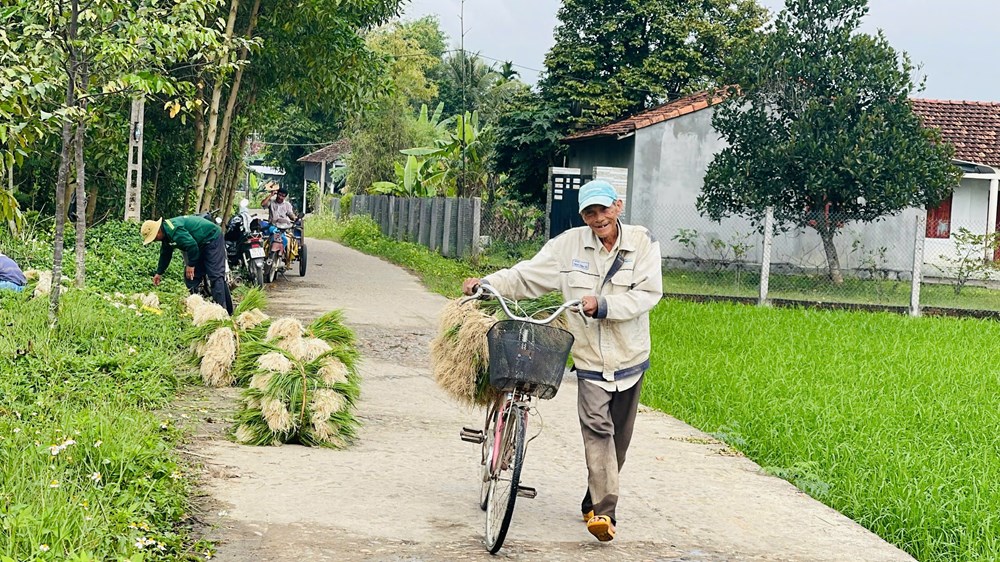 Mùa kiệu về trên đất Long Yên - ảnh 5