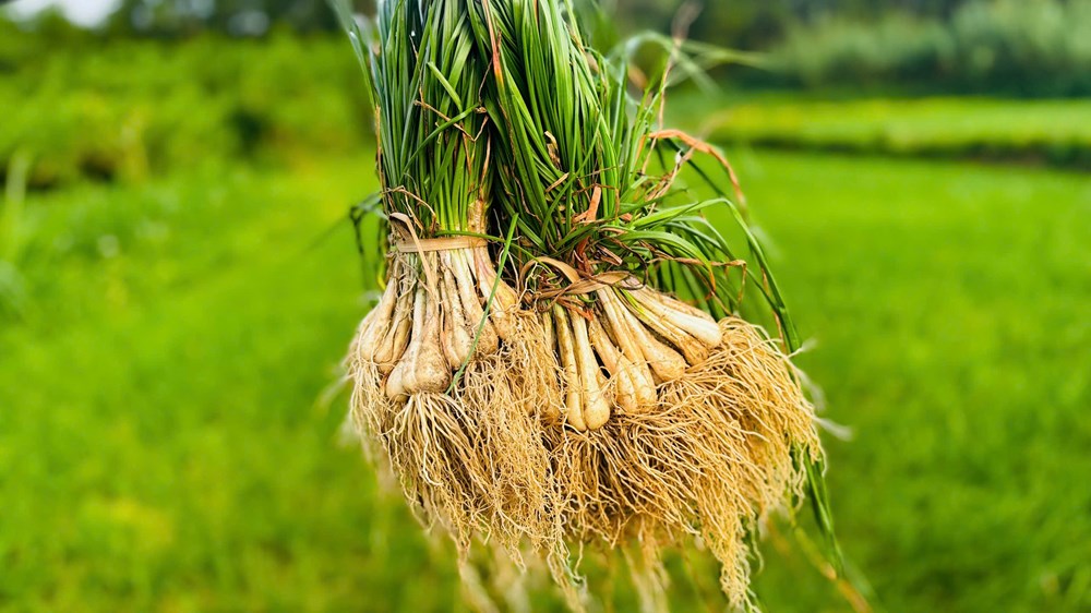 Mùa kiệu về trên đất Long Yên - ảnh 2