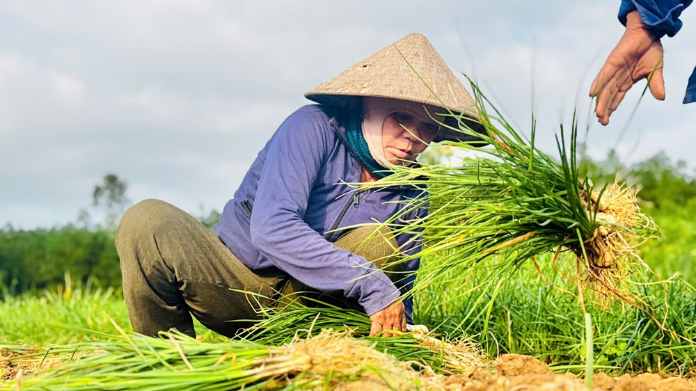 Mùa kiệu về trên đất Long Yên - ảnh 4