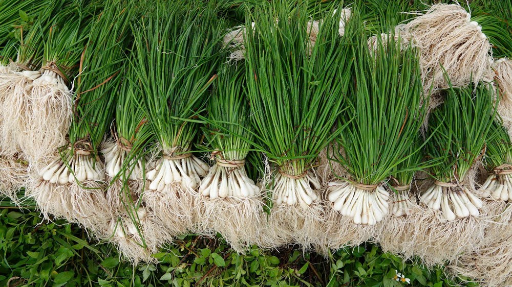 Mùa kiệu về trên đất Long Yên - ảnh 8