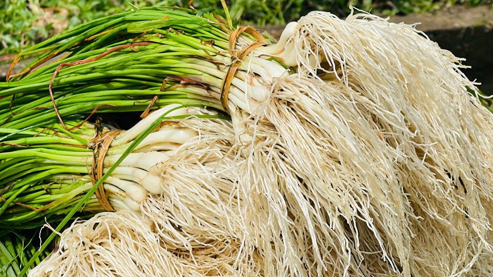 Mùa kiệu về trên đất Long Yên - ảnh 6