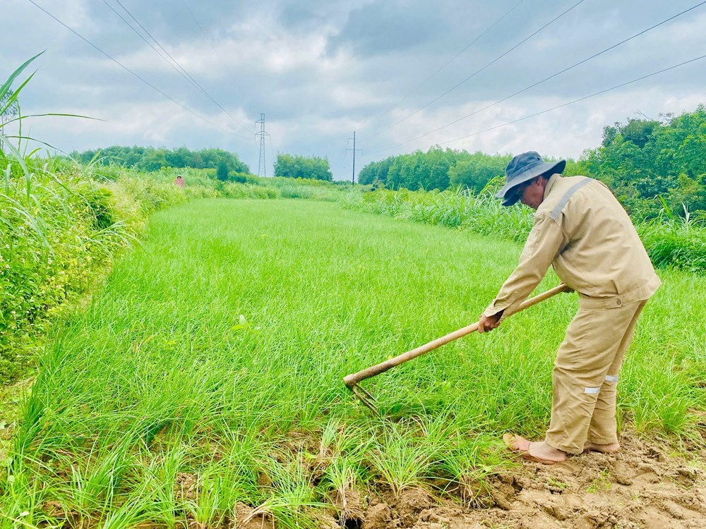 Mùa kiệu về trên đất Long Yên - ảnh 7