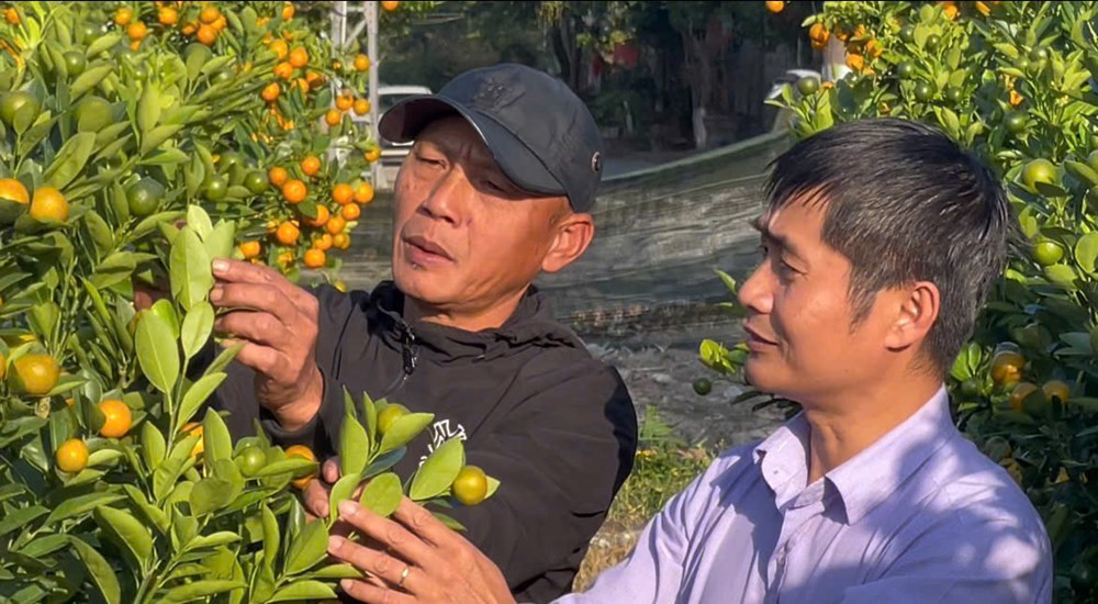 Mô hình quất cảnh – điểm sáng trong chuyển đổi sản xuất nông nghiệp tại Quảng Ngãi - ảnh 5