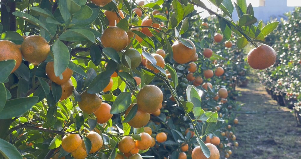 Mô hình quất cảnh – điểm sáng trong chuyển đổi sản xuất nông nghiệp tại Quảng Ngãi - ảnh 3