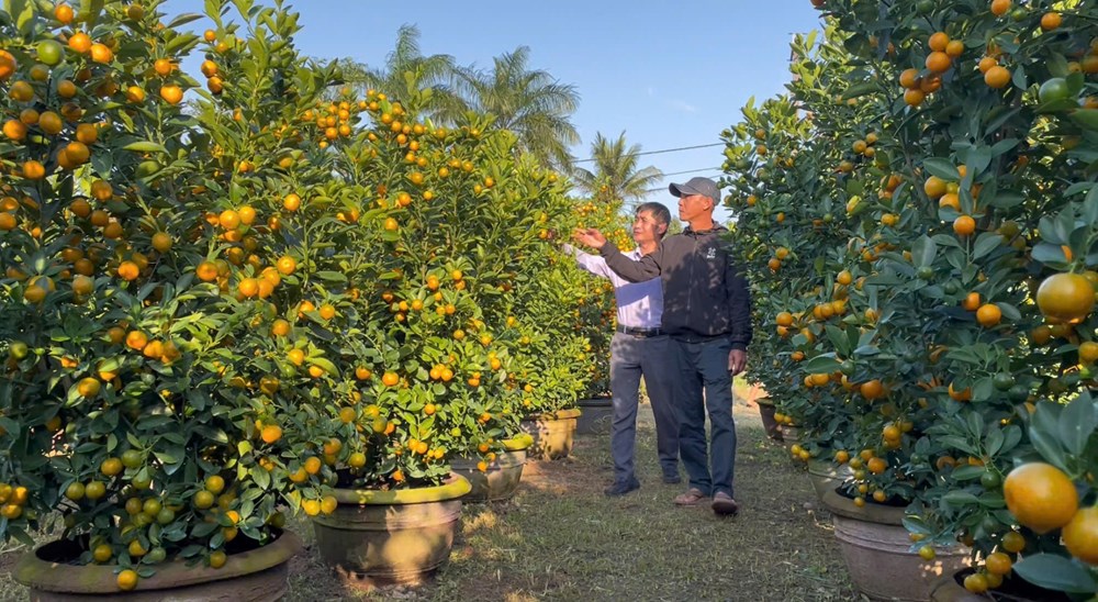 Mô hình quất cảnh – điểm sáng trong chuyển đổi sản xuất nông nghiệp tại Quảng Ngãi - ảnh 1