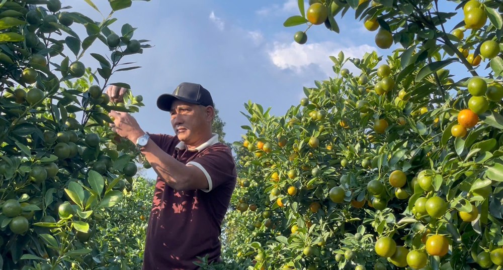 Mô hình quất cảnh – điểm sáng trong chuyển đổi sản xuất nông nghiệp tại Quảng Ngãi - ảnh 4