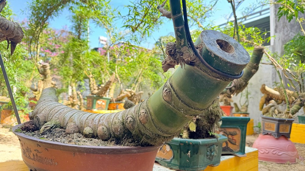 Thổi hồn tre Việt giữa lòng đô thị Quảng Ngãi - ảnh 2