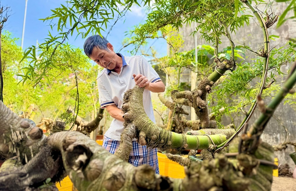 Thổi hồn tre Việt giữa lòng đô thị Quảng Ngãi - ảnh 5