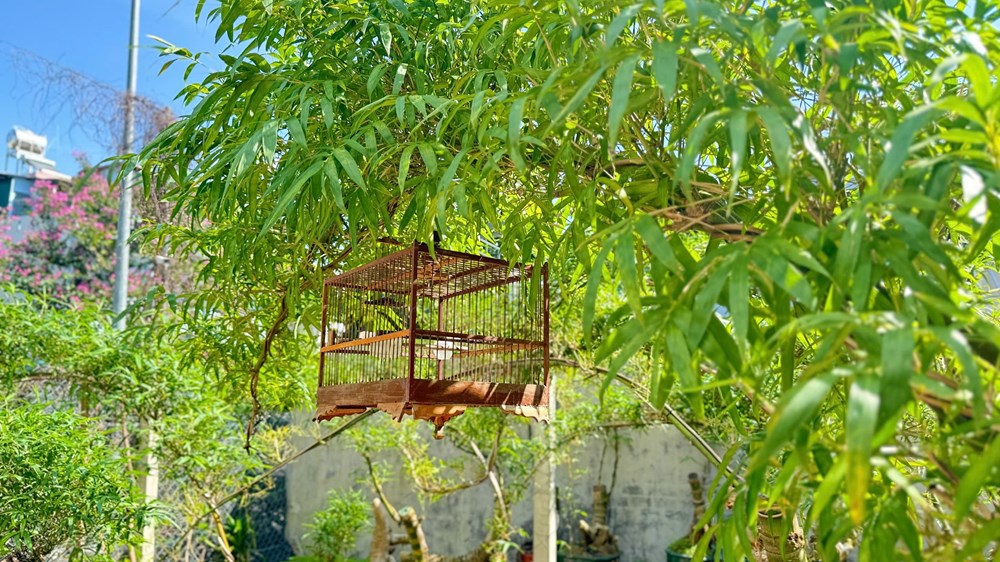 Thổi hồn tre Việt giữa lòng đô thị Quảng Ngãi - ảnh 8