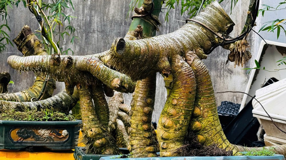 Thổi hồn tre Việt giữa lòng đô thị Quảng Ngãi - ảnh 7