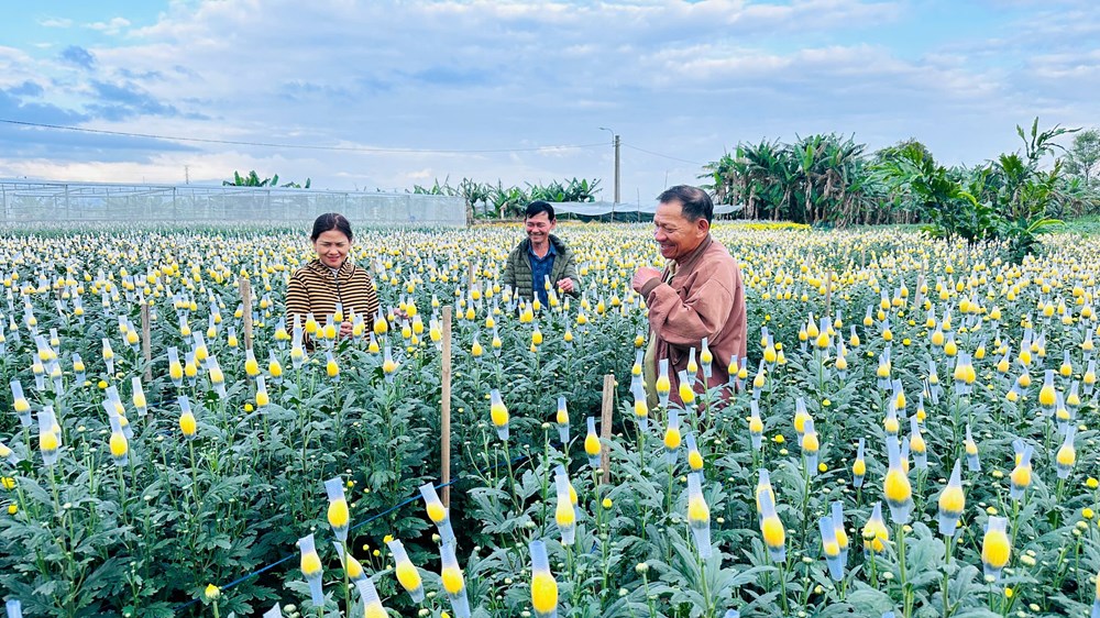 Rực rỡ sắc cúc An Châu, gọi Xuân về bên bờ sông Trà Bồng - ảnh 9